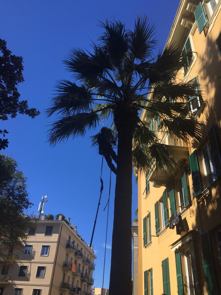 operai ad alta quota mentre intervengono su una palma