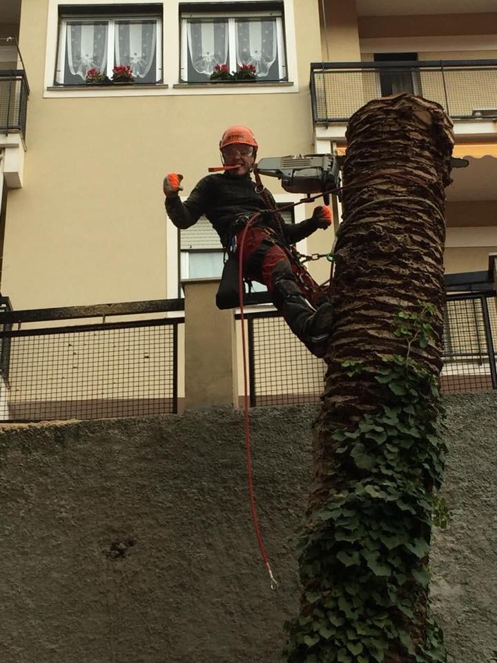 operaio in alta quota mentre interviene su un albero da potare