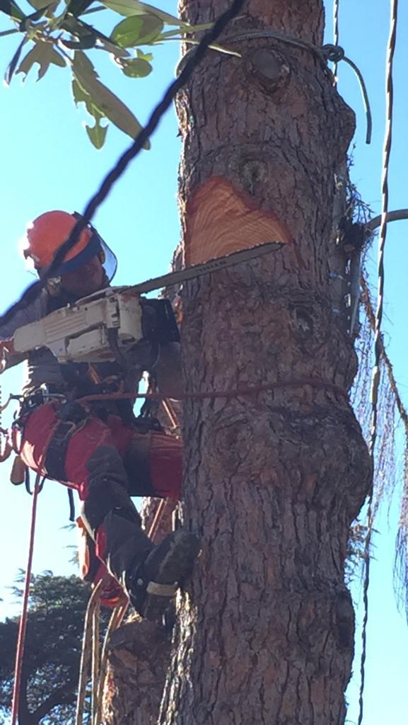 operaio in alta quota su un albero