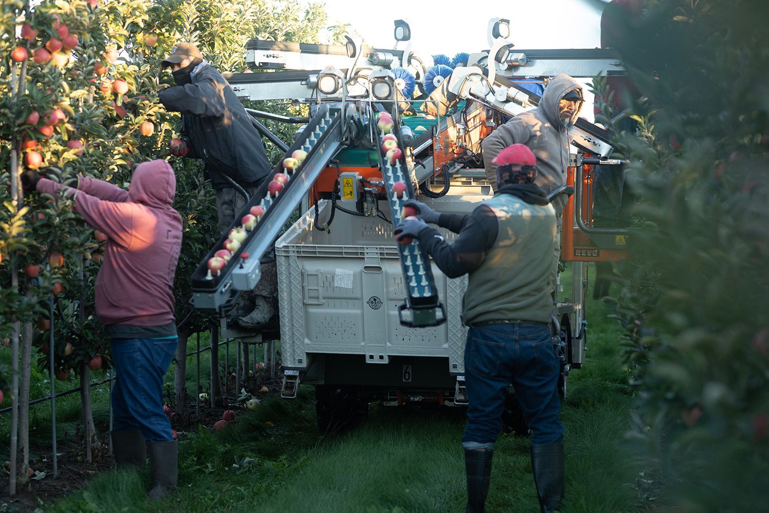 Integrated Pest Management Apple Orchard