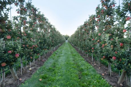 Ontario Wholesale Apple Distributor