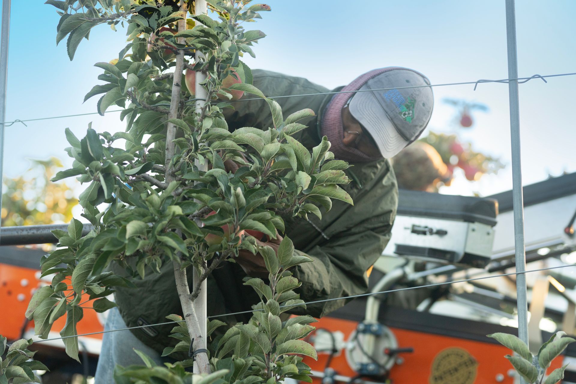 Premium Canadian Apples from Family Growers