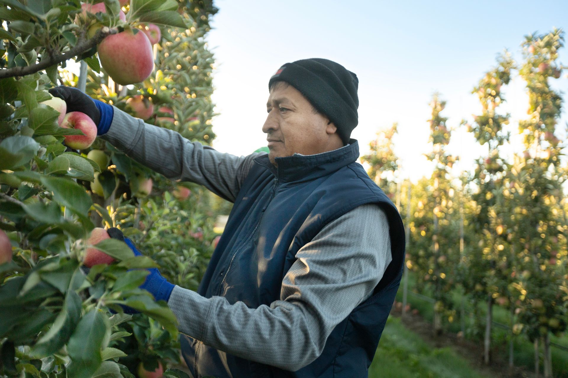 Ontario Apple Farm Using Advanced Growing Technology