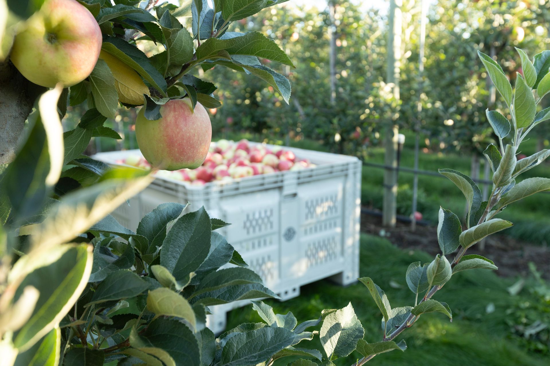 Smart Orchard Technology Ontario Apples