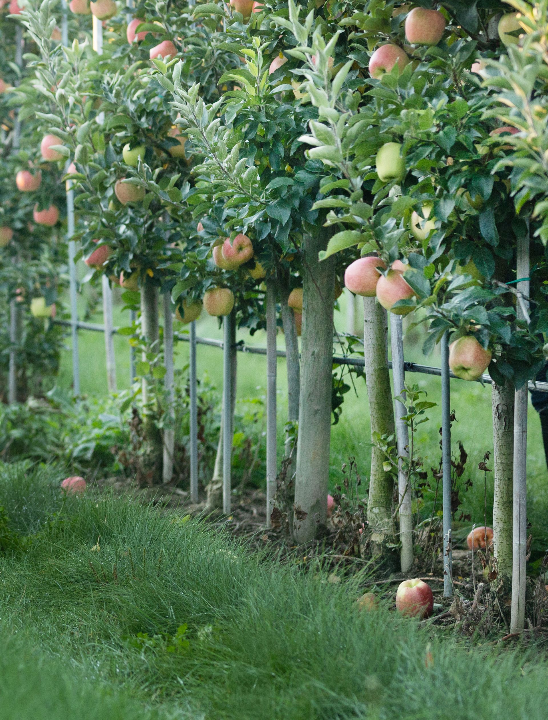 Sustainable Apple Growing Practices Canada
