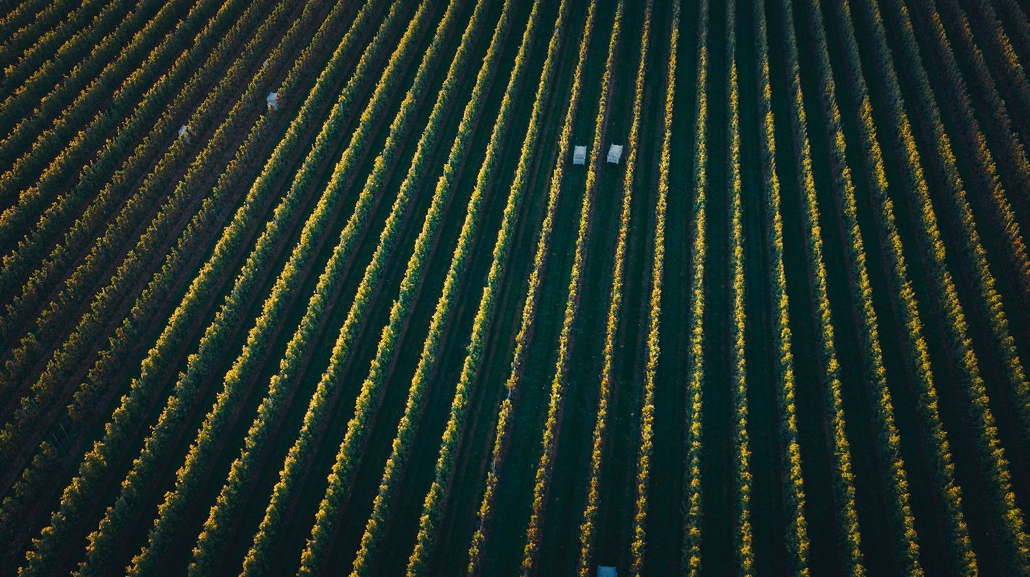 Precision-Grown Ontario Apples