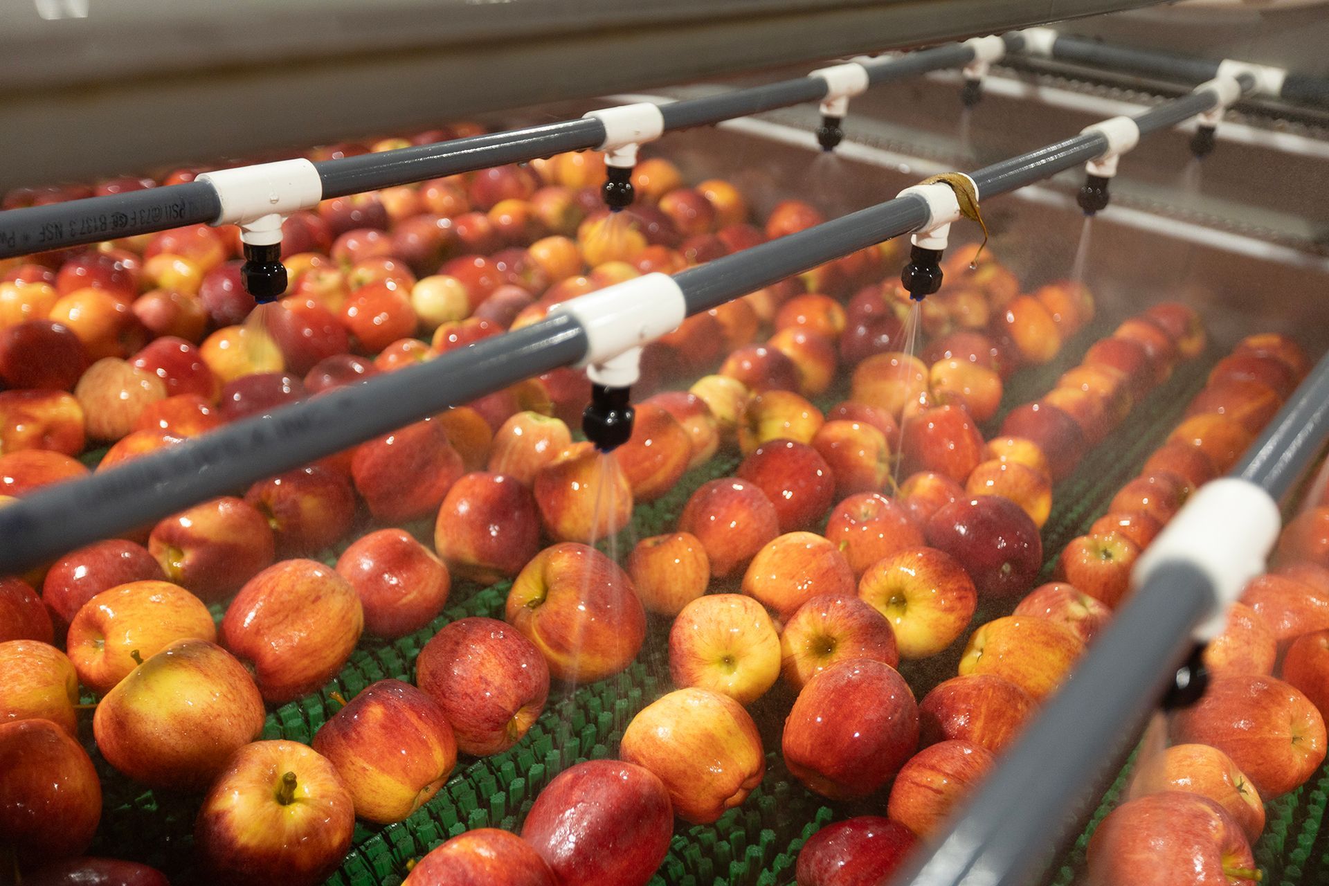 Advanced Apple Sorting & Quality Assurance