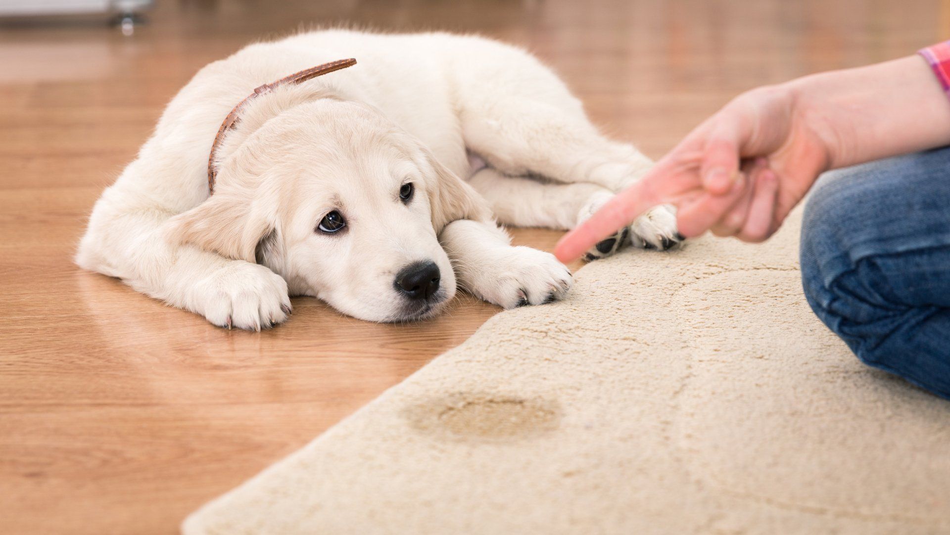 Chandler Arizona Odor Elimination Experts