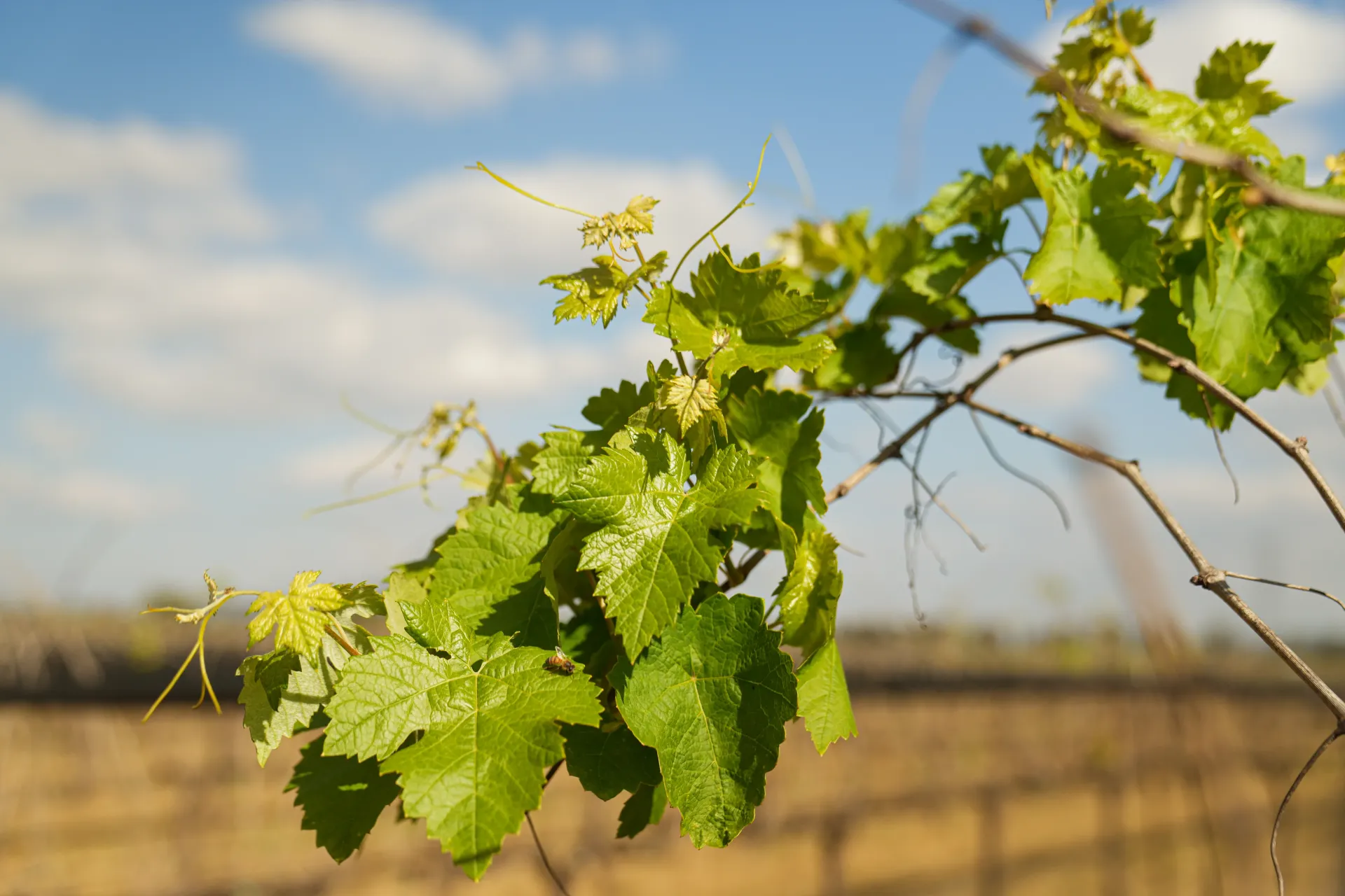 Hojas verdes de vid en una rama contra un cielo azul y un fondo de campo desenfocado.