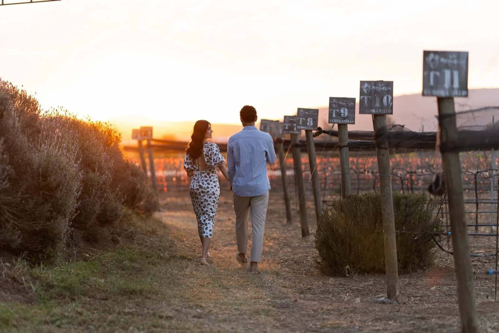 Two people walking along a fenced path at sunset in a vineyard or orchard