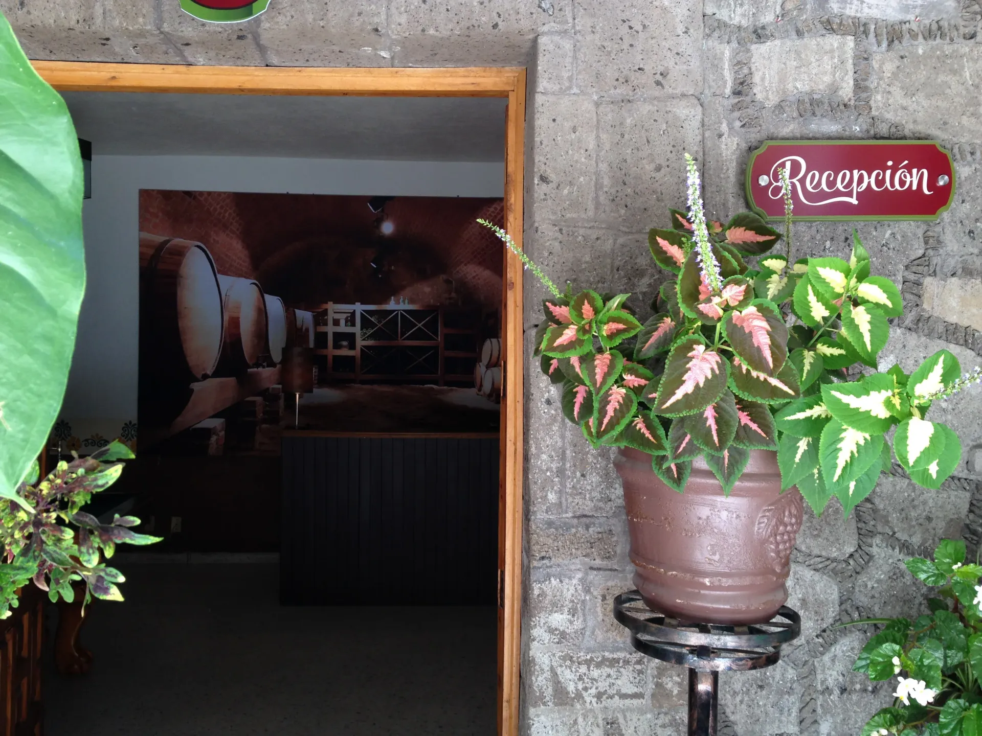 Entrance to a reception area with a potted flowering plant and a red “Recepción” sign