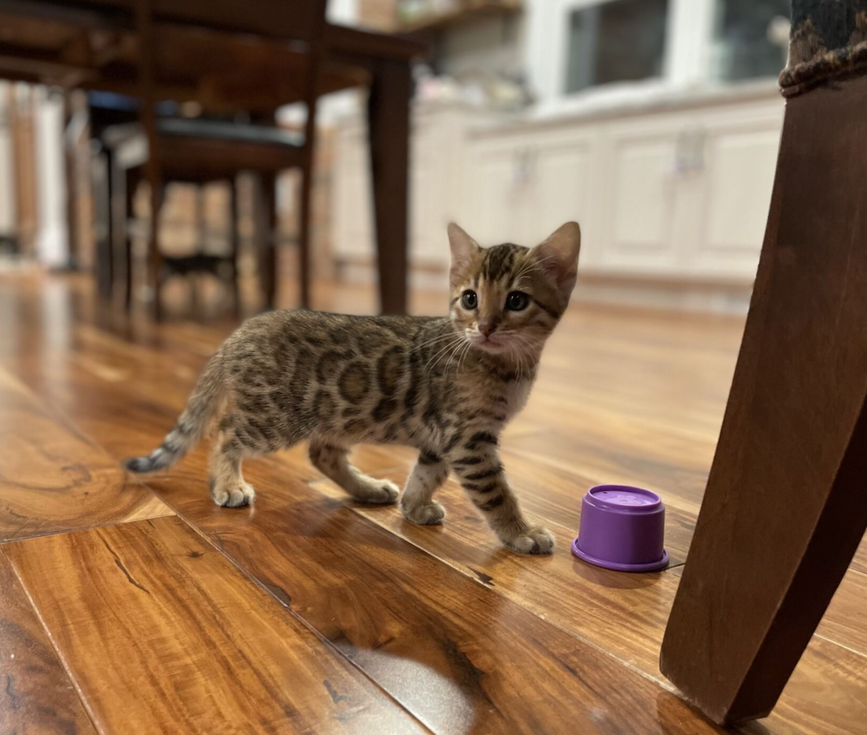 bengal male kittens for sale