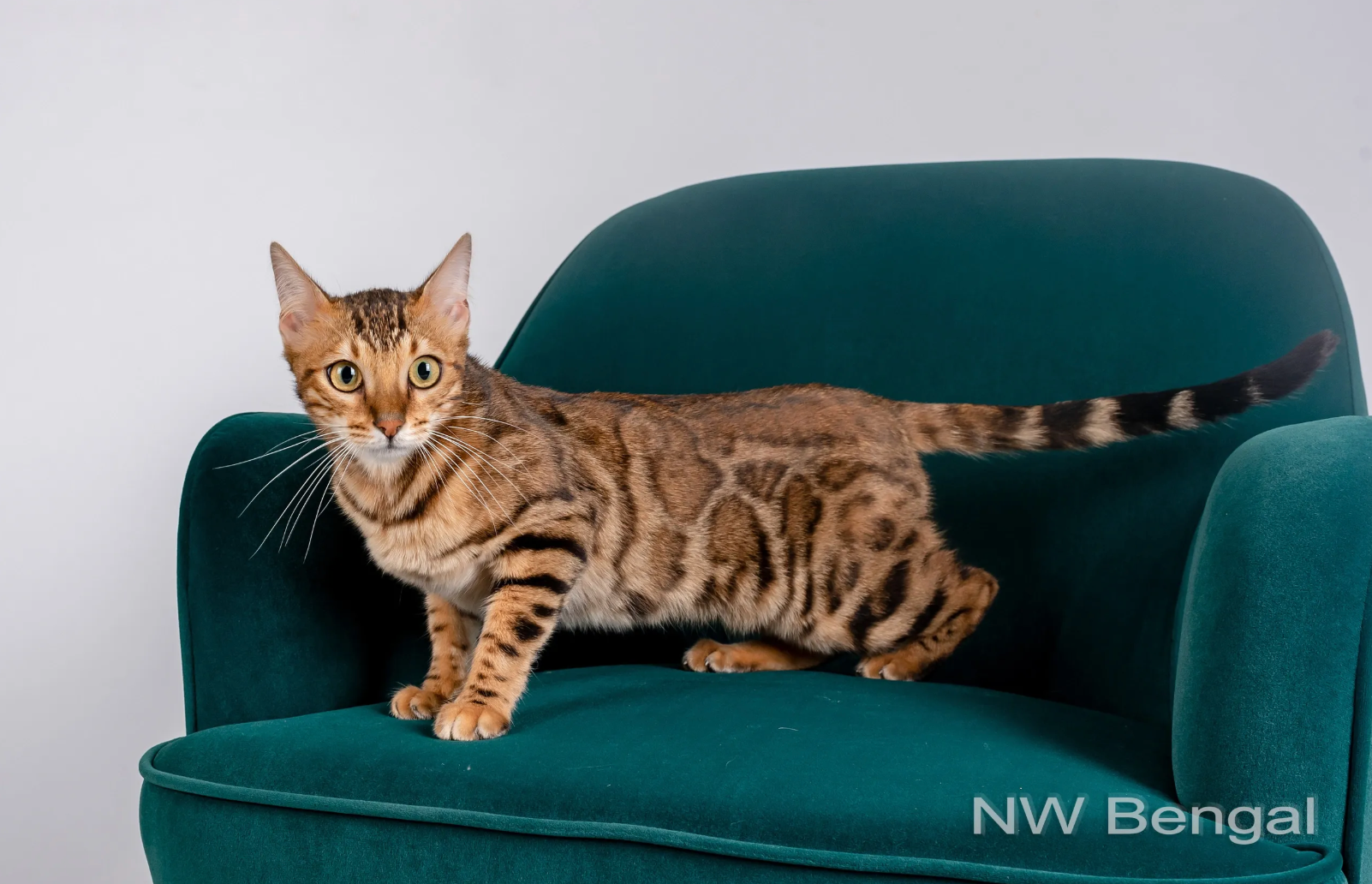 female bengal cats for sale in ohio