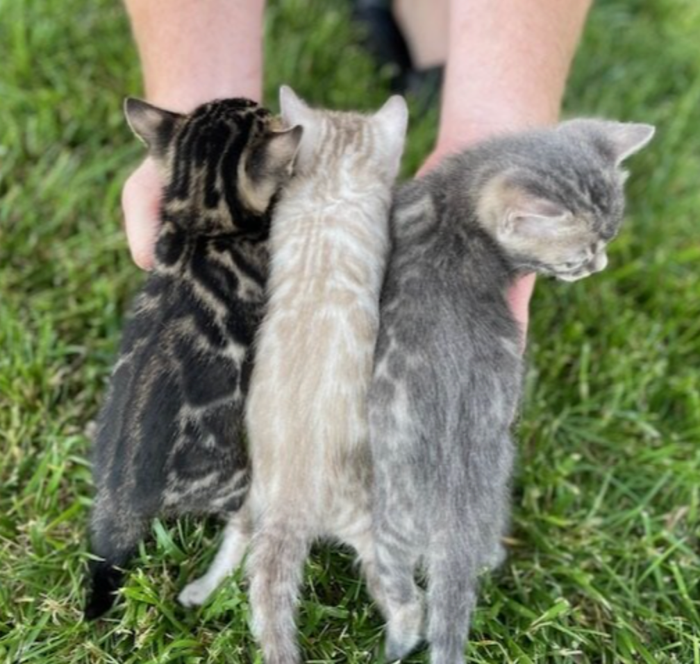 bengal kittens for sale in ohio