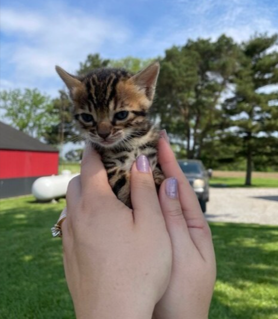 trusted cattery for bengal cats ohio toledo