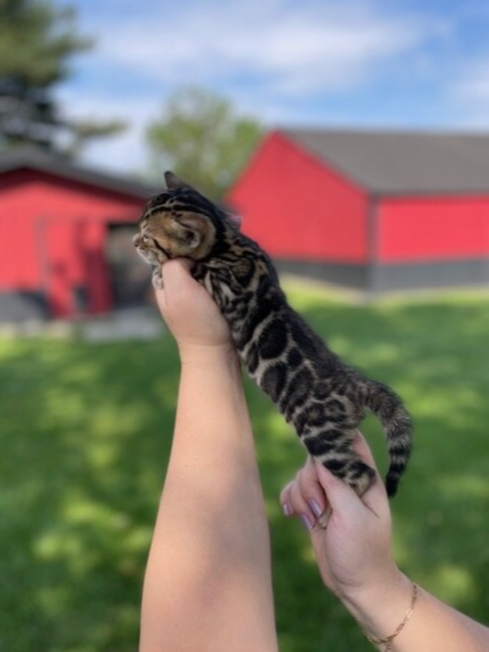 bengal cattery near me ohio USA