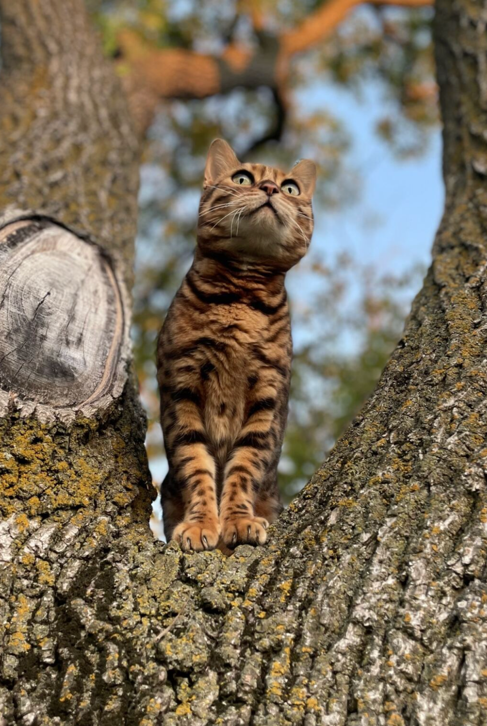 new born bengal kittens for adoption
