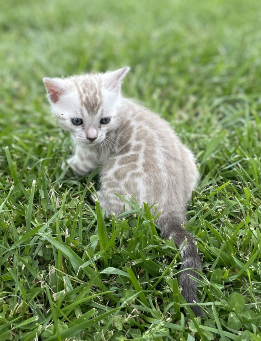 exotic kittens for sale ohio toledo