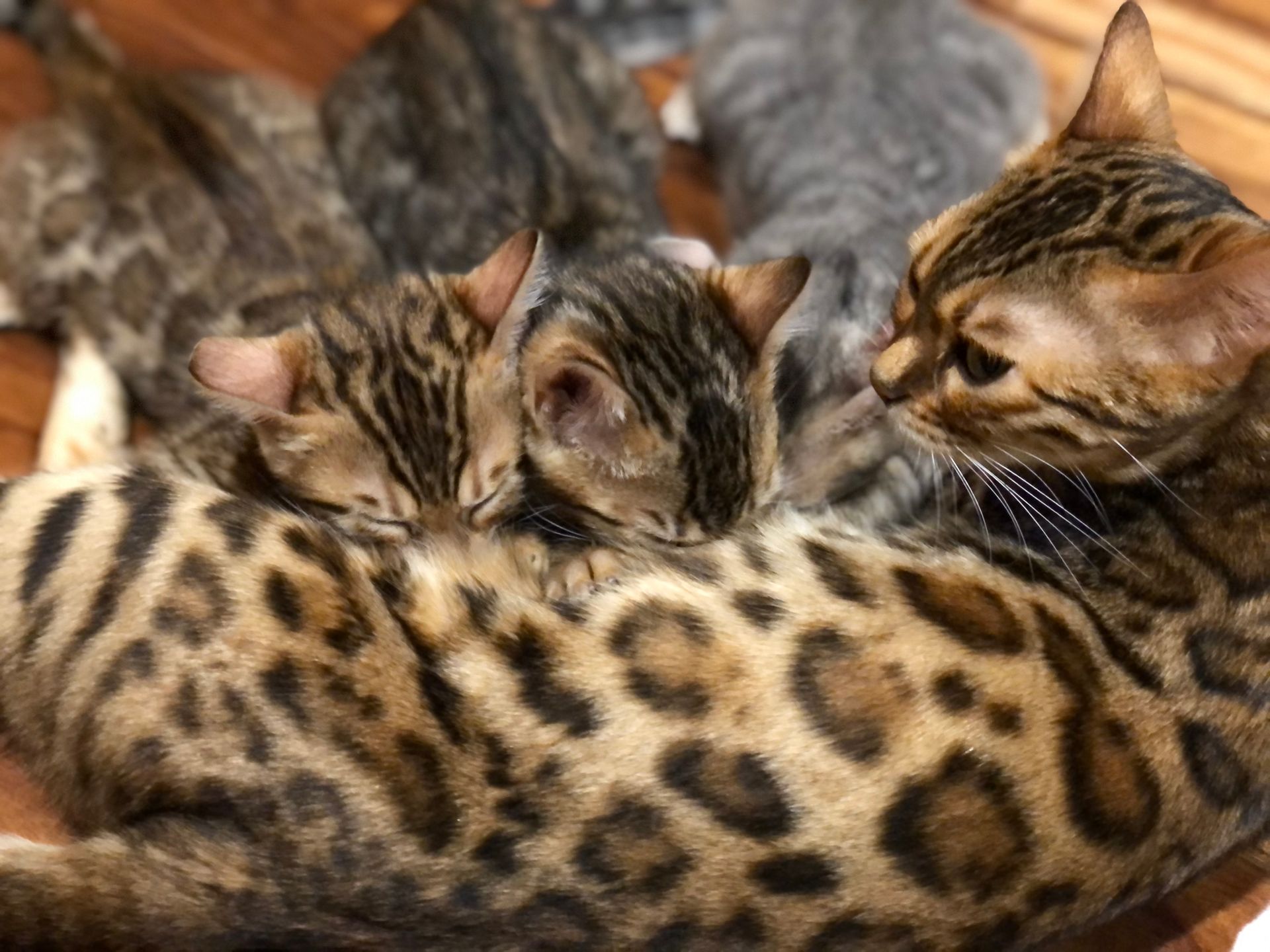 silver bengal kittens for sale