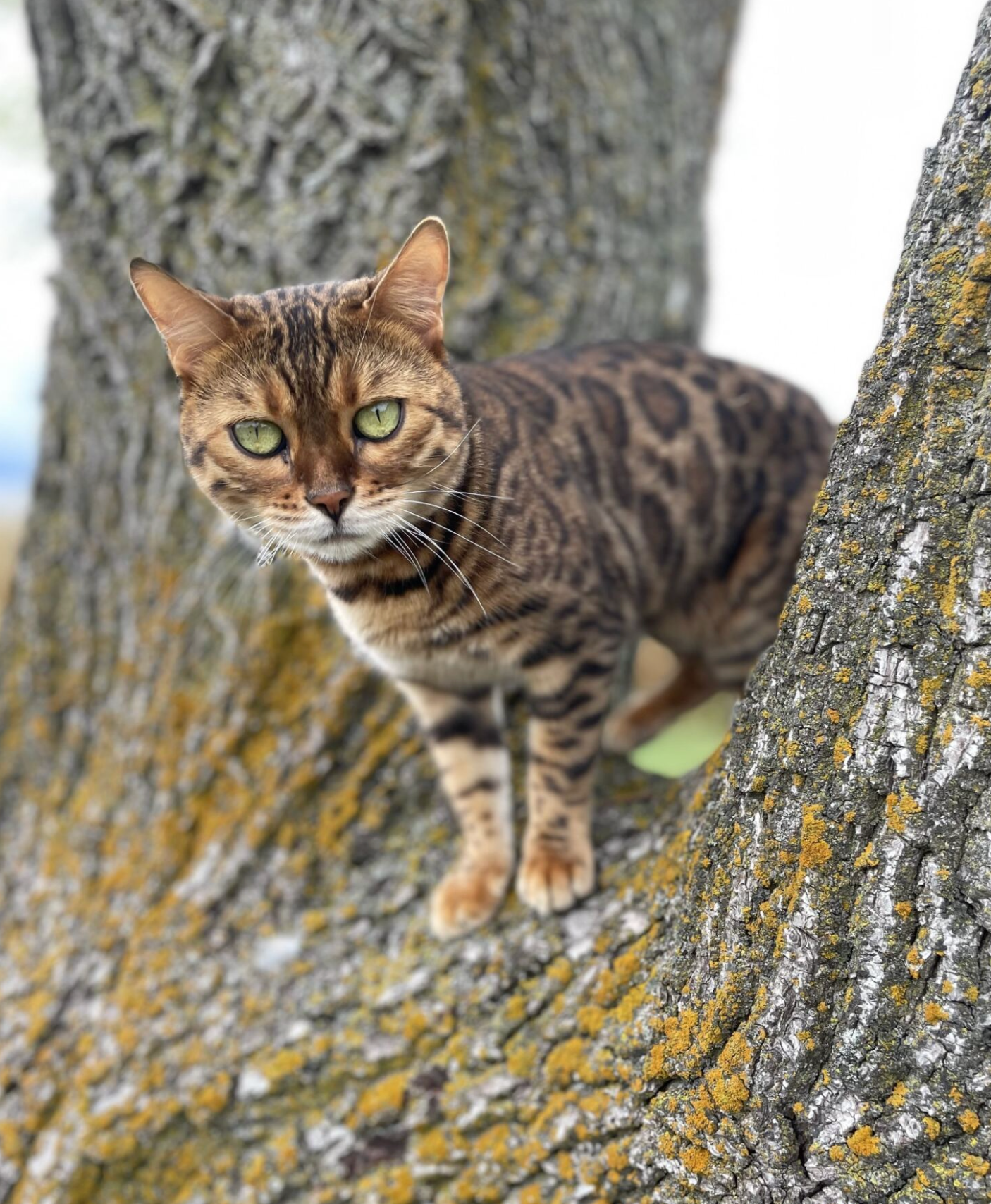 healthy fur coat bengal kittens USA