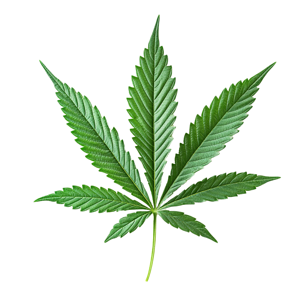 bild einer canabispflanze