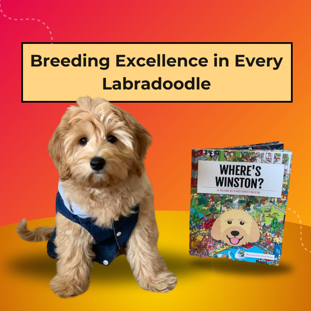 a healthy and happy puppy Labradoodle at Gabby Jack Ranch.