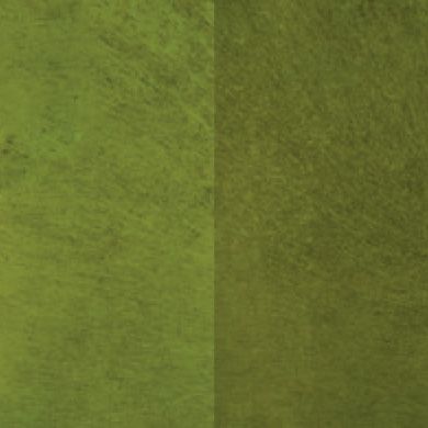 Color Prickly Cactus