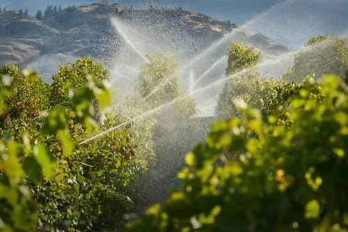 Vineyard Water Irrigation