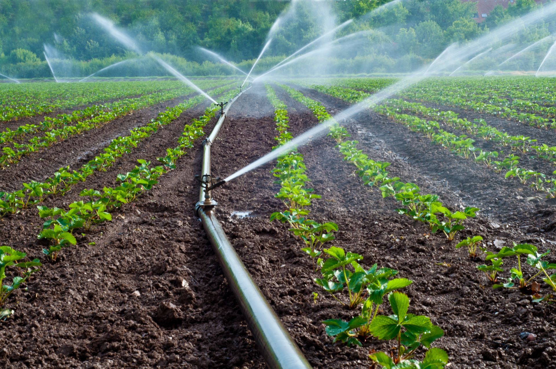 Agriculture water spray.