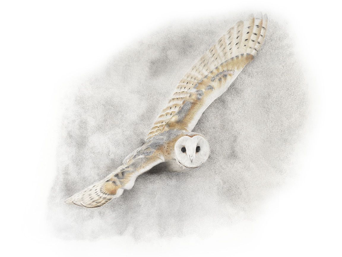 A barn owl is flying through the air with its wings spread.