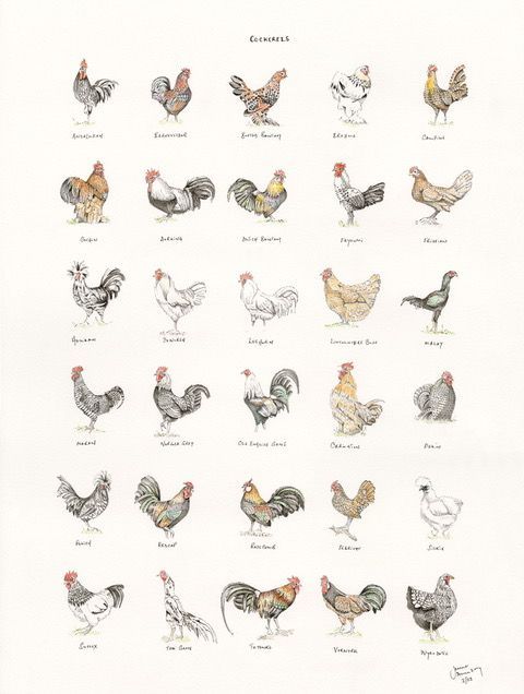 There are many different types of chickens on this poster.