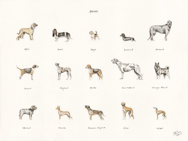 Watercolor illustration of various dog breeds, including Afghan Hound, Basset Hound, and Dachshund.