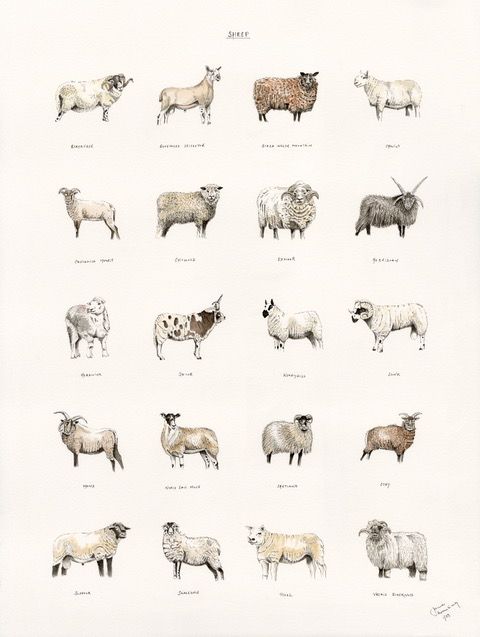 Illustration of 20 different sheep breeds, side-by-side.