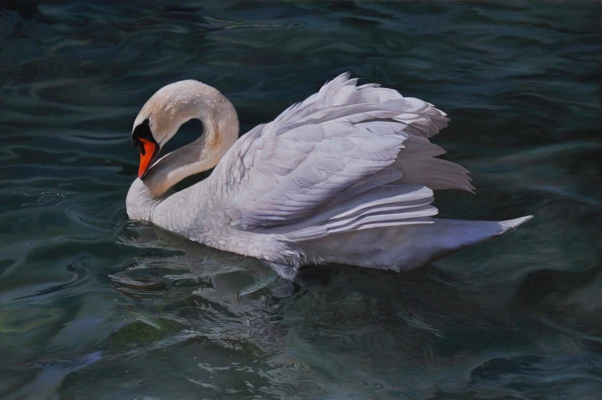 White swan with orange beak floats on rippled water.