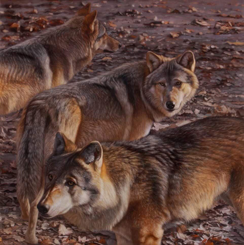 Three gray and tan wolves stand among fallen autumn leaves, with two looking directly at the camera.