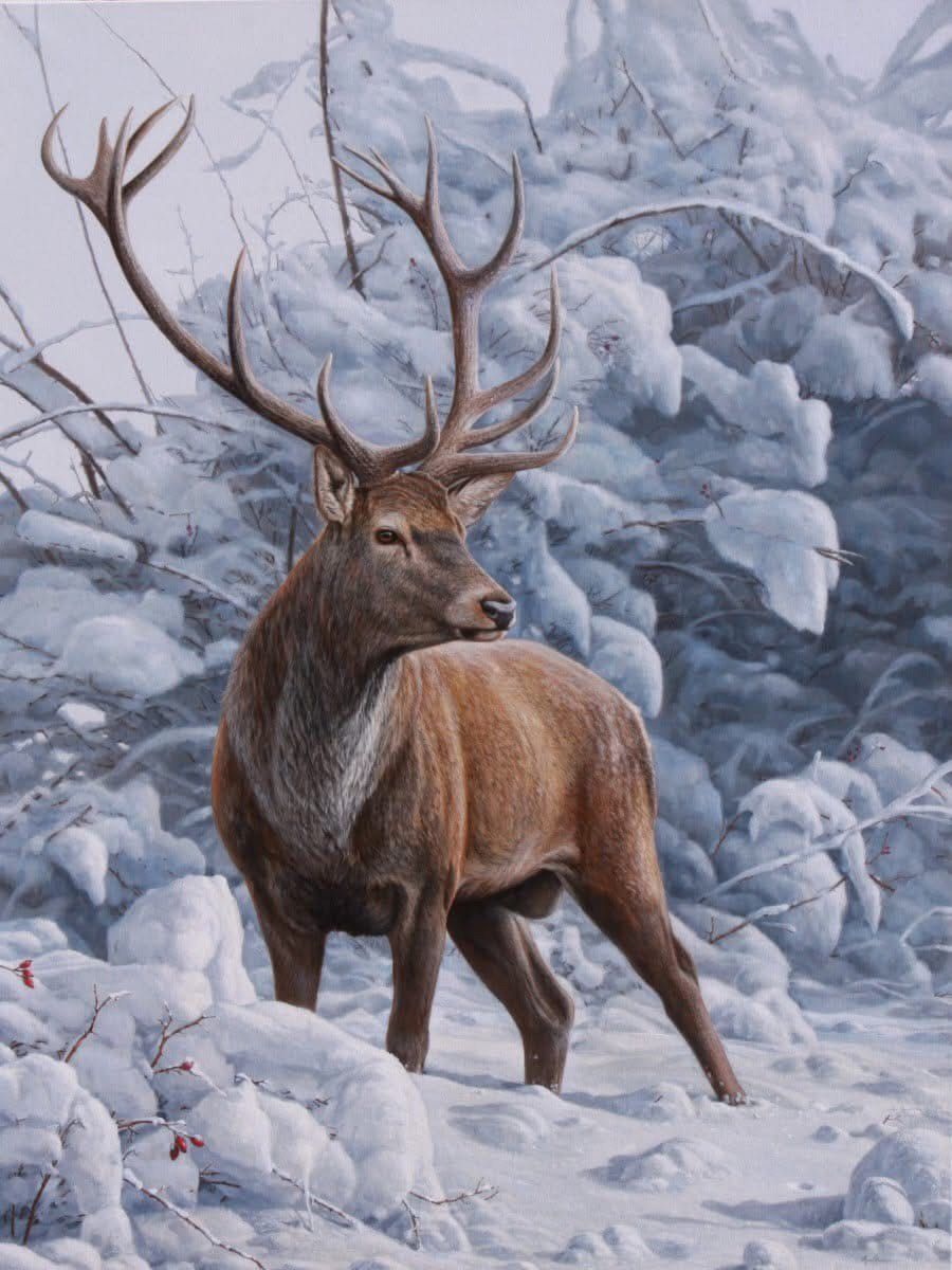 Red stag standing in snowy forest, looking to the side. Antlers, brown fur, white snow.