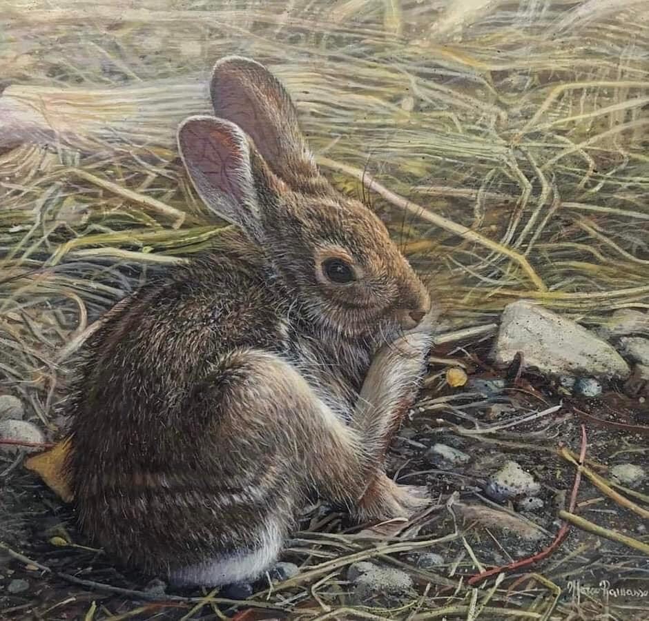 Rabbit grooming, nestled in dry grass and rocks. Brown fur, attentive eyes.