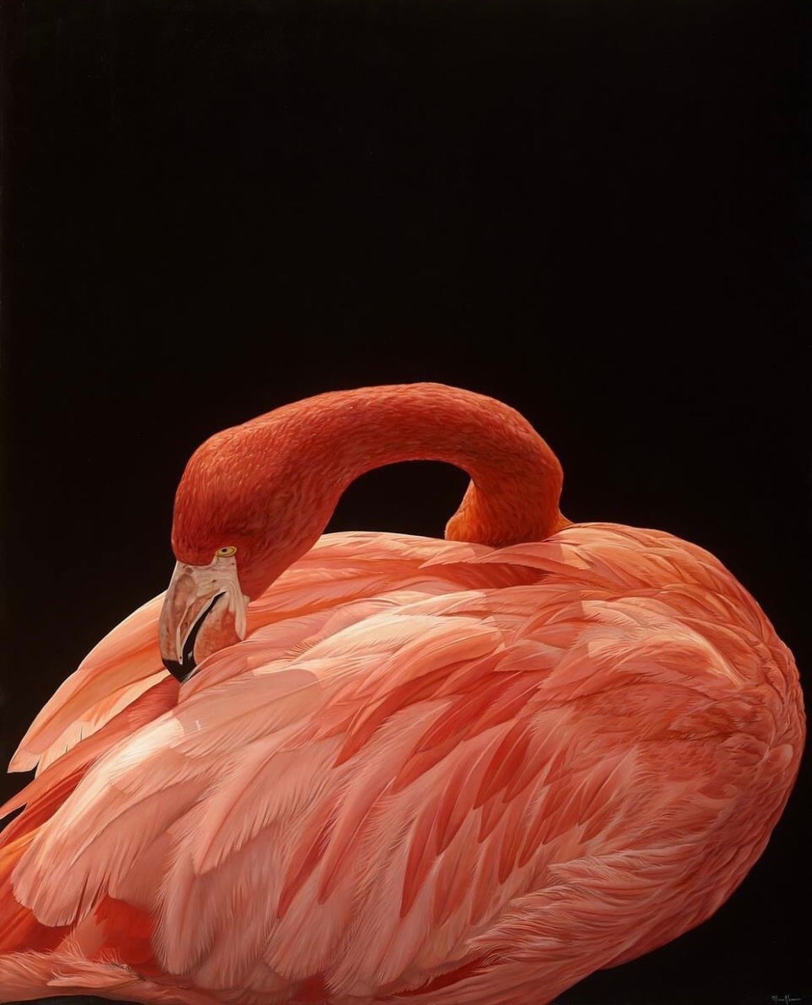 Pink flamingo preening its feathers, against a black background.