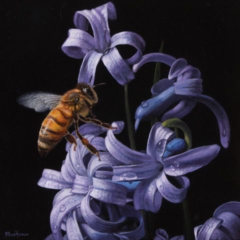 Bee approaching purple hyacinth flowers against a black background.