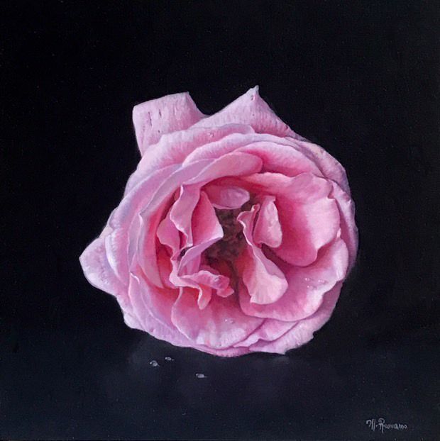 Pink rose blossom against a black background, with water droplets.