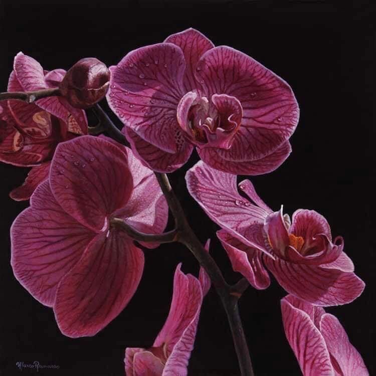 Purple orchids with water droplets against a black background.