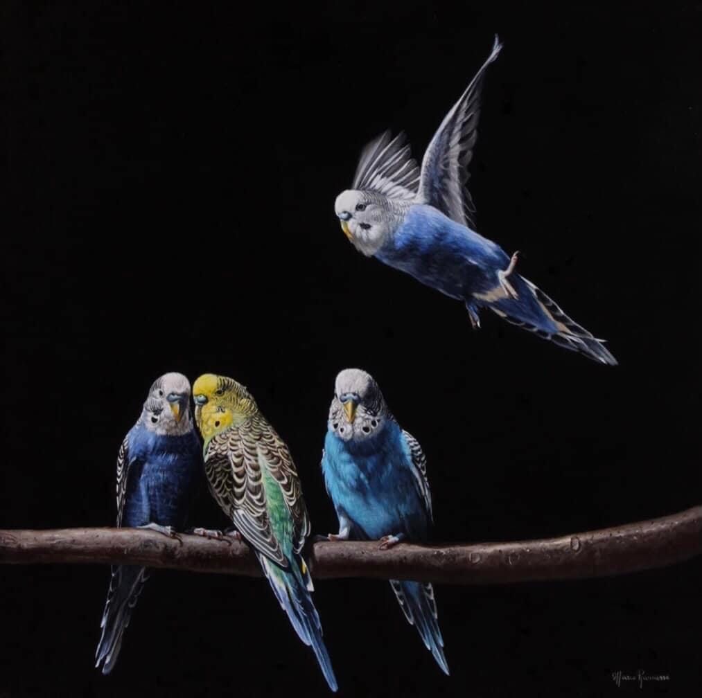 Four budgies, one in flight, perched on a branch against a black background; vibrant blues and greens.