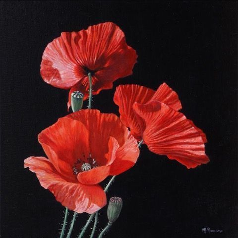 Three vibrant red poppies against a stark black background.