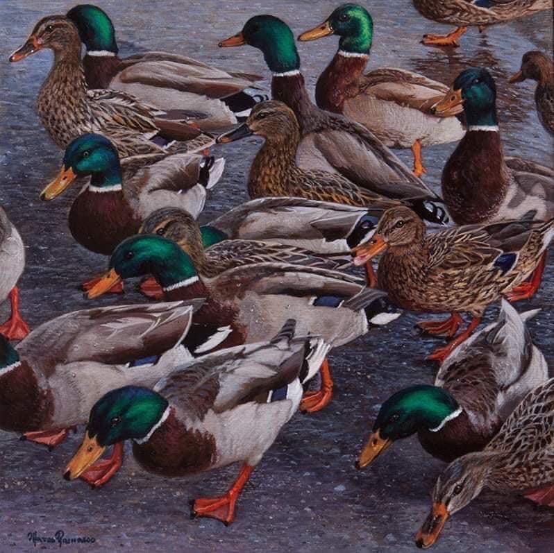 Mallard ducks, mostly brown and green, clustered together on a wet surface, possibly feeding.