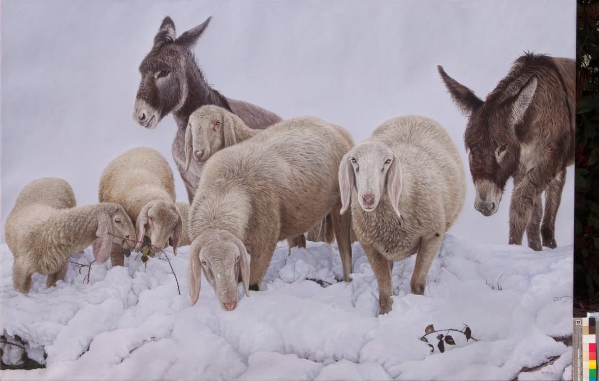 Sheep and donkeys grazing in deep snow on a winter pasture