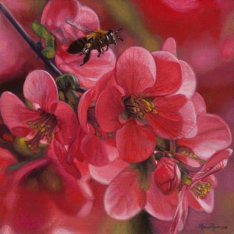 Bee flying toward bright pink flowers, possibly quince, in bloom.