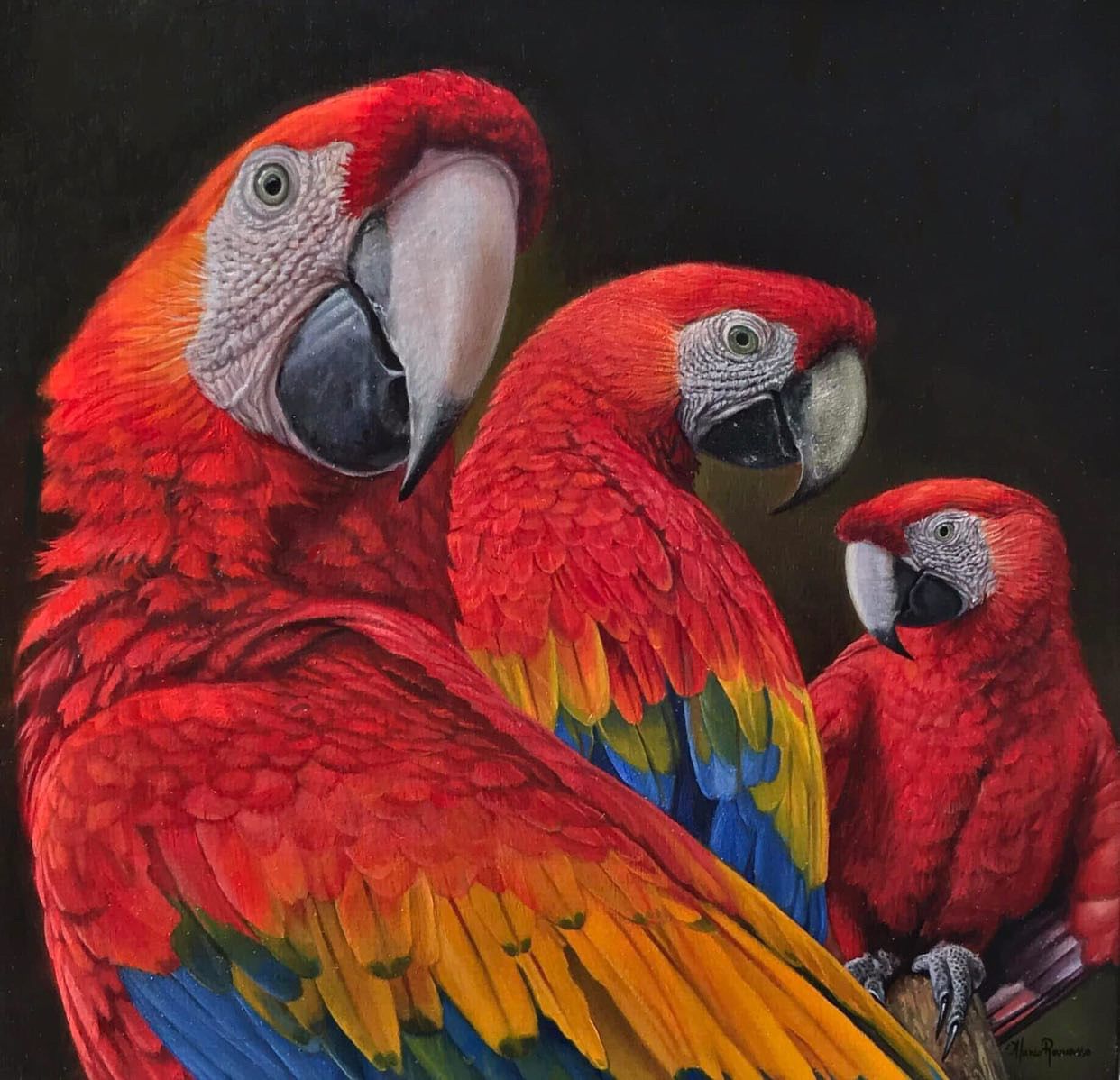 Three scarlet macaws with red, yellow, and blue feathers against a dark background.