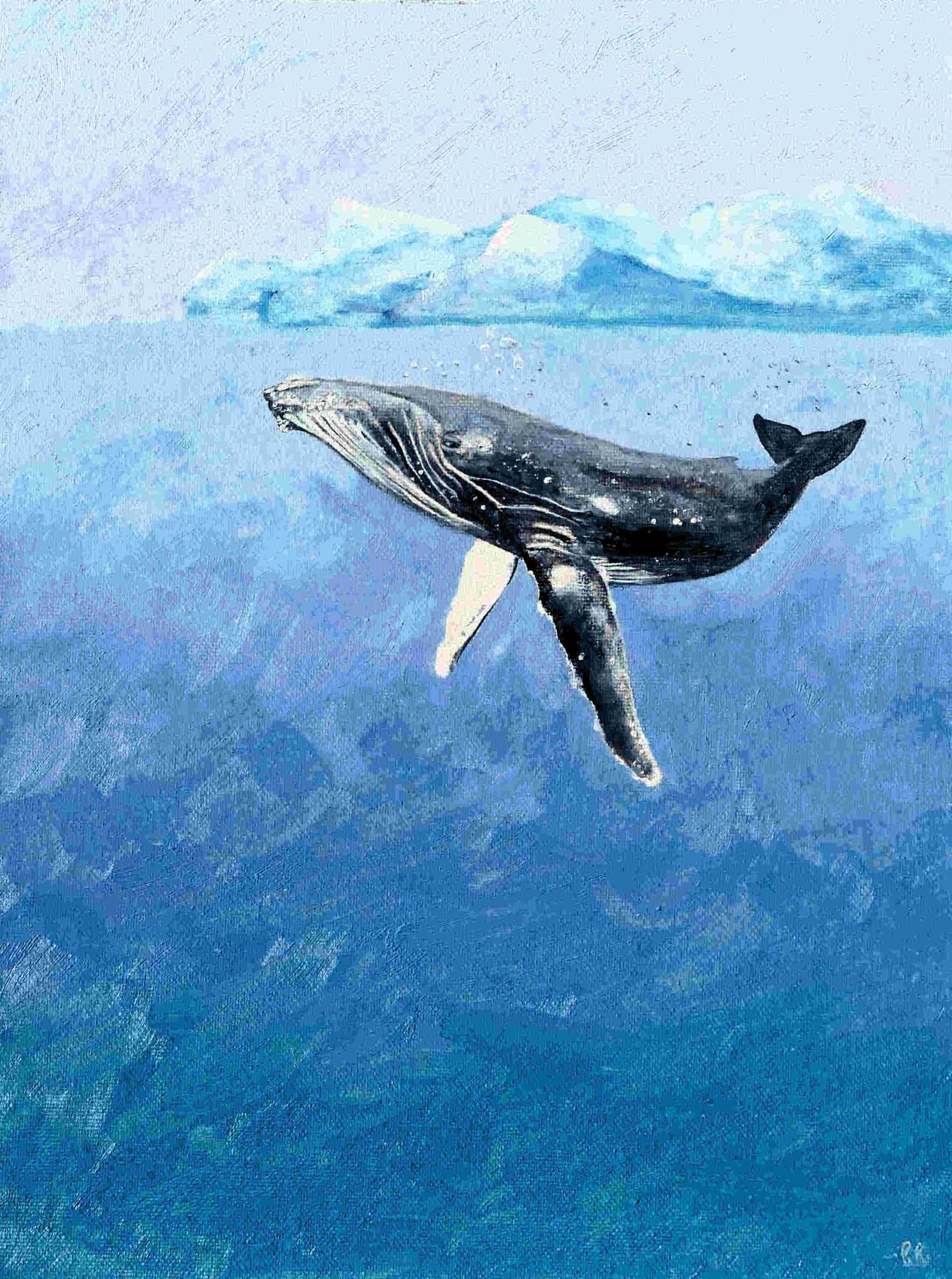 A humpback whale is swimming in the ocean.