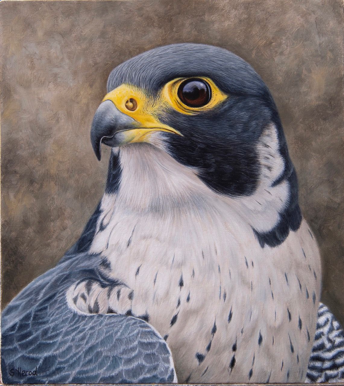 Close-up of a falcon with gray, white, and black feathers, a yellow beak, and an intense gaze.