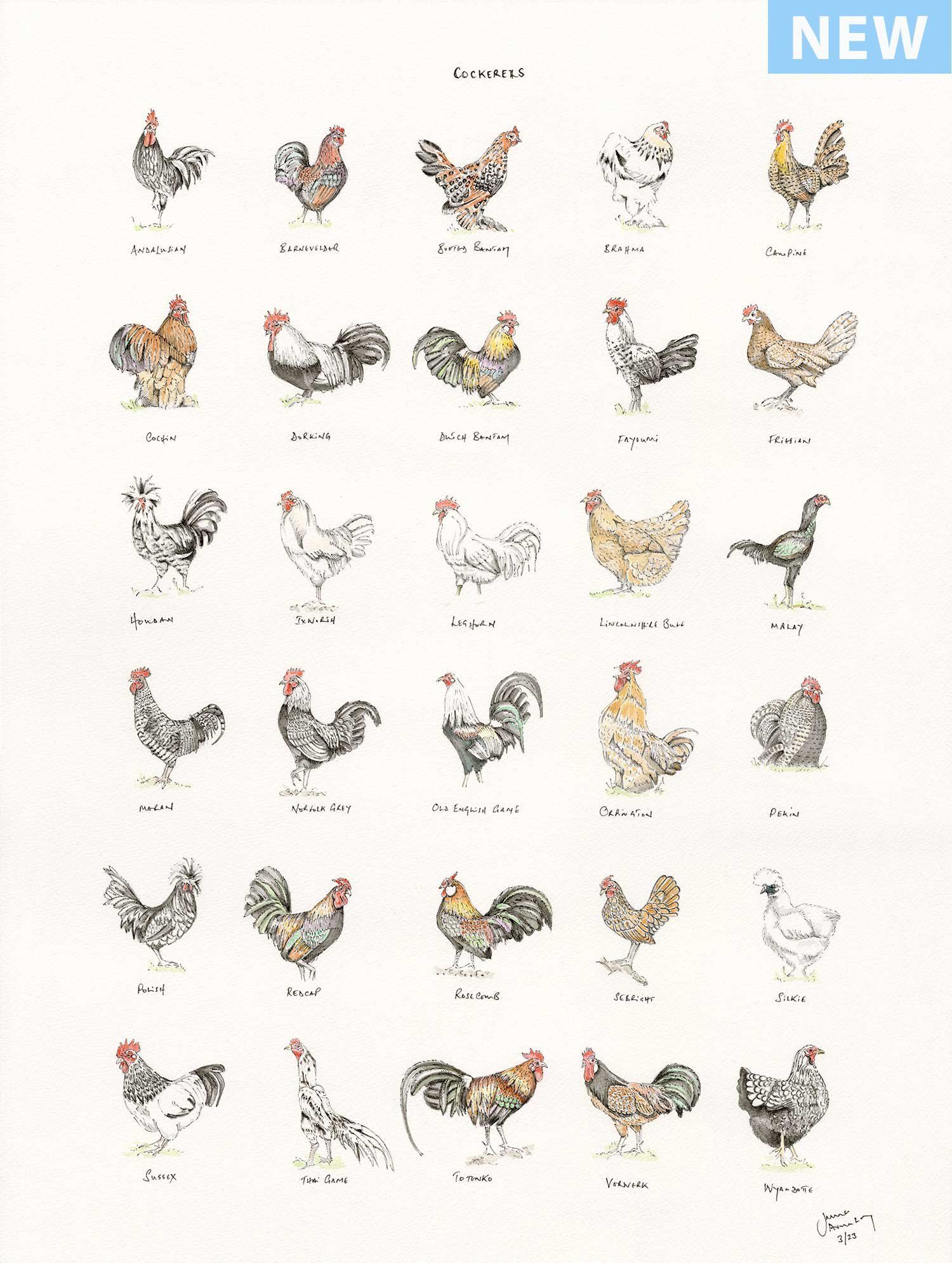 Chart of various chicken breeds in watercolor.